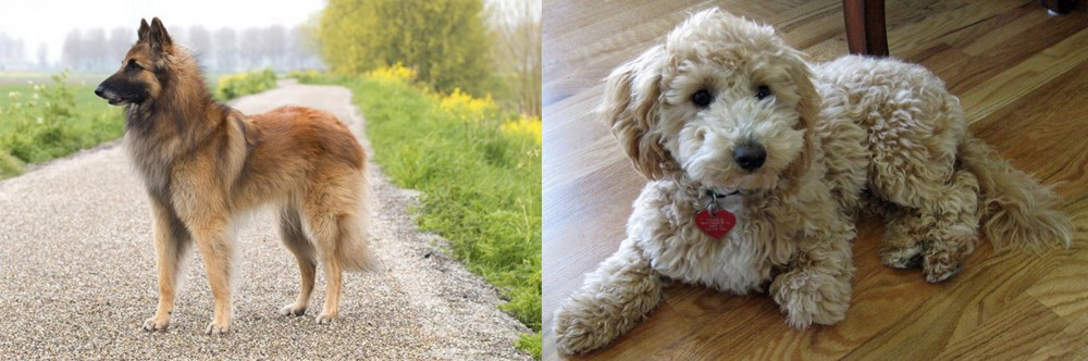 Bichonpoo vs Belgian Shepherd Dog (Tervuren) - Breed Comparison