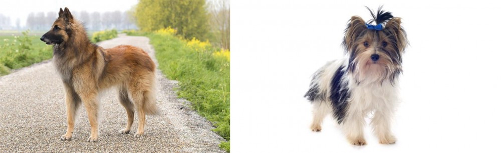 Biewer vs Belgian Shepherd Dog (Tervuren) - Breed Comparison
