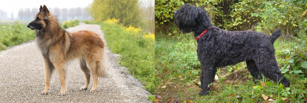 Black Russian Terrier vs Belgian Shepherd Dog (Tervuren) - Breed Comparison