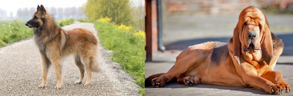 Bloodhound vs Belgian Shepherd Dog (Tervuren) - Breed Comparison