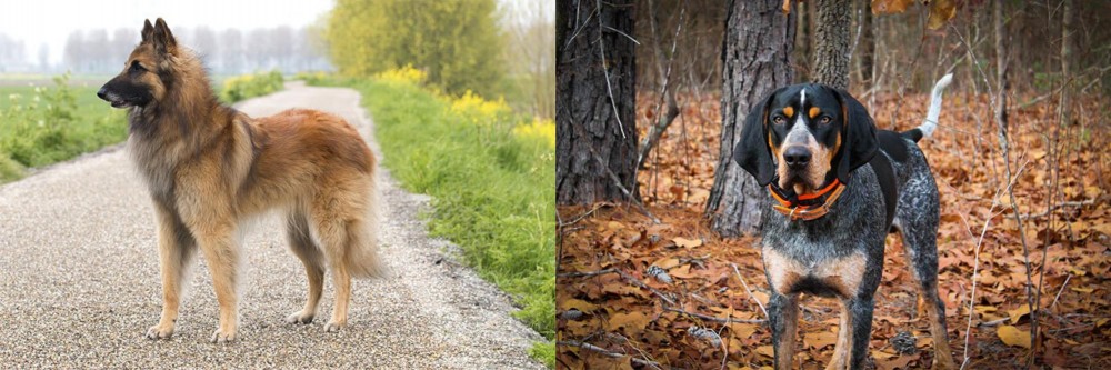 Bluetick Coonhound vs Belgian Shepherd Dog (Tervuren) - Breed Comparison