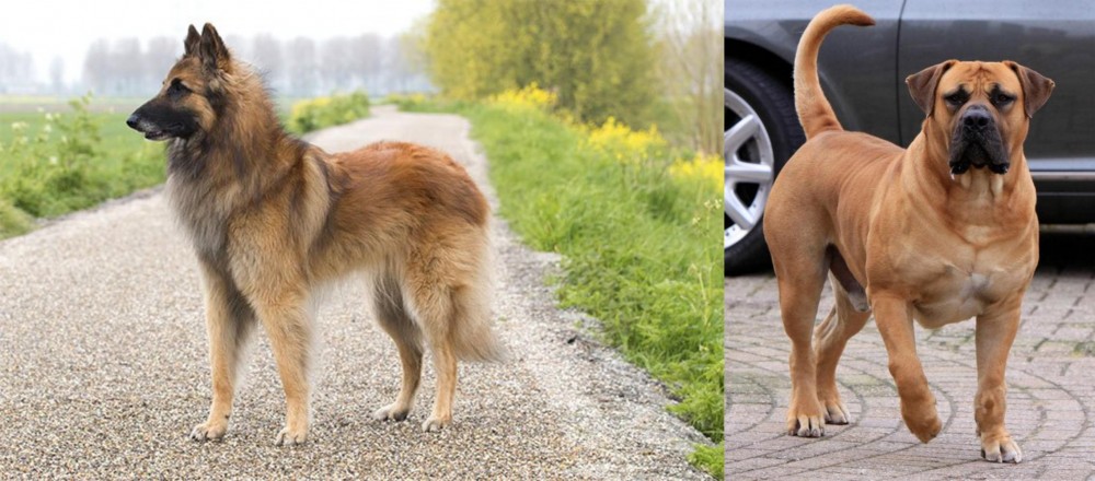 Boerboel vs Belgian Shepherd Dog (Tervuren) - Breed Comparison