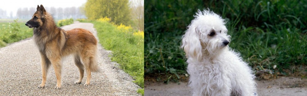 Bolognese vs Belgian Shepherd Dog (Tervuren) - Breed Comparison