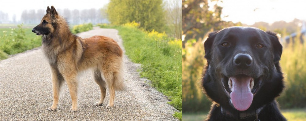 Borador vs Belgian Shepherd Dog (Tervuren) - Breed Comparison