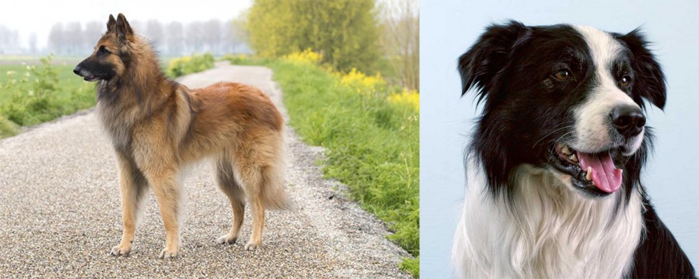 Border Collie vs Belgian Shepherd Dog (Tervuren) - Breed Comparison
