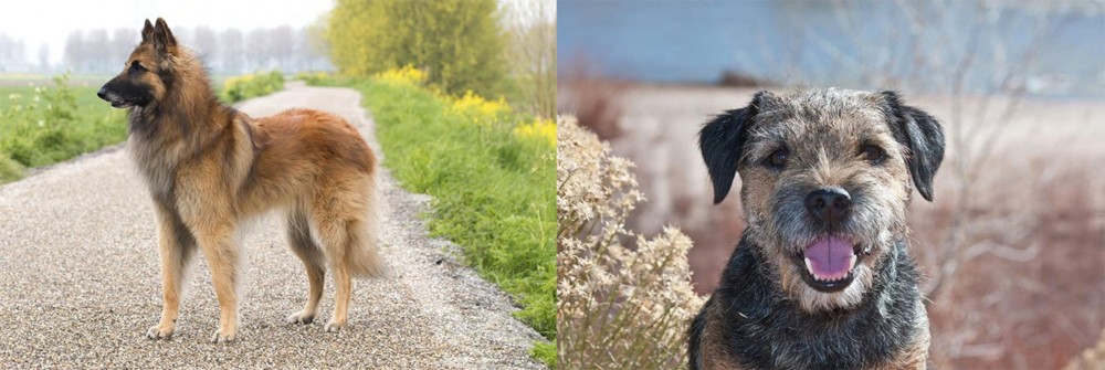 Border Terrier vs Belgian Shepherd Dog (Tervuren) - Breed Comparison