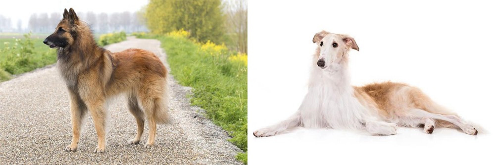 Borzoi vs Belgian Shepherd Dog (Tervuren) - Breed Comparison