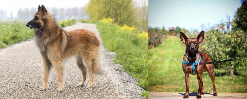 Bospin vs Belgian Shepherd Dog (Tervuren) - Breed Comparison
