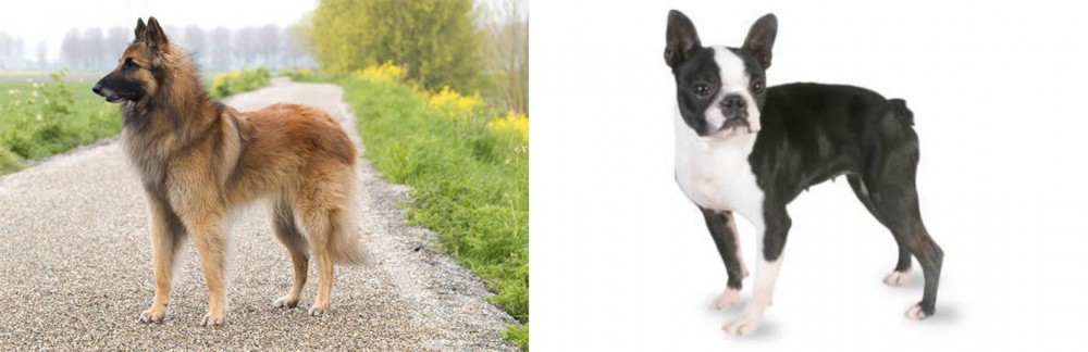 Boston Terrier vs Belgian Shepherd Dog (Tervuren) - Breed Comparison