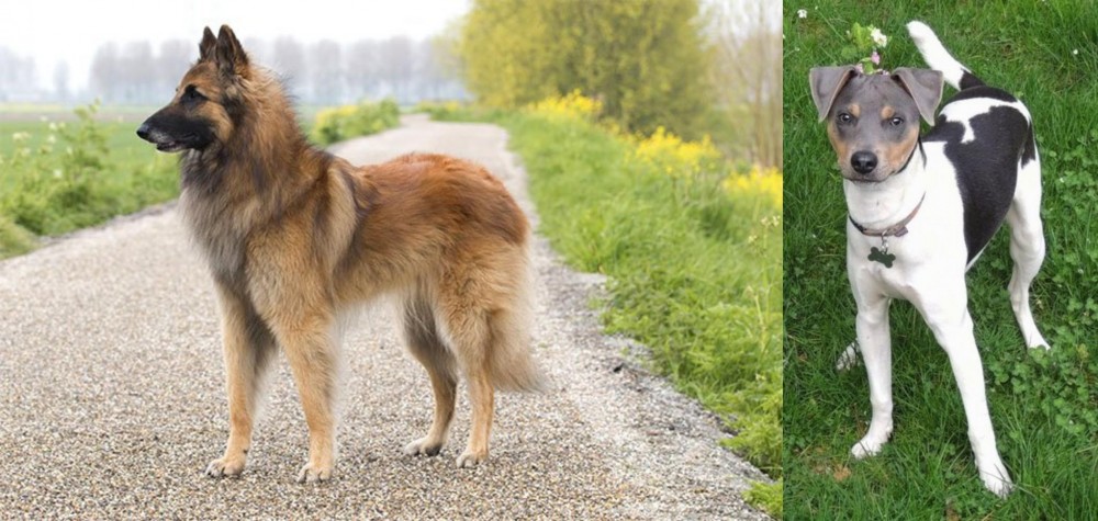 Brazilian Terrier vs Belgian Shepherd Dog (Tervuren) - Breed Comparison