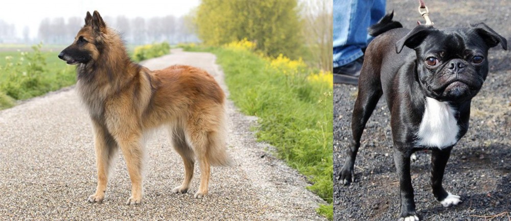 Bugg vs Belgian Shepherd Dog (Tervuren) - Breed Comparison