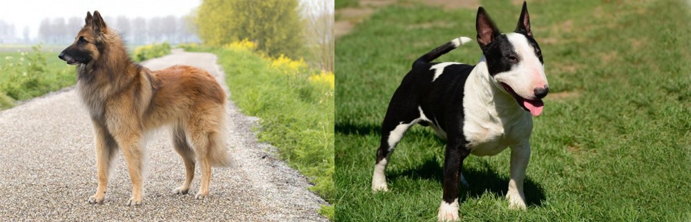Bull Terrier Miniature vs Belgian Shepherd Dog (Tervuren) - Breed Comparison