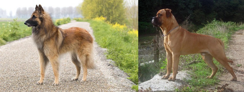 Bullmastiff vs Belgian Shepherd Dog (Tervuren) - Breed Comparison