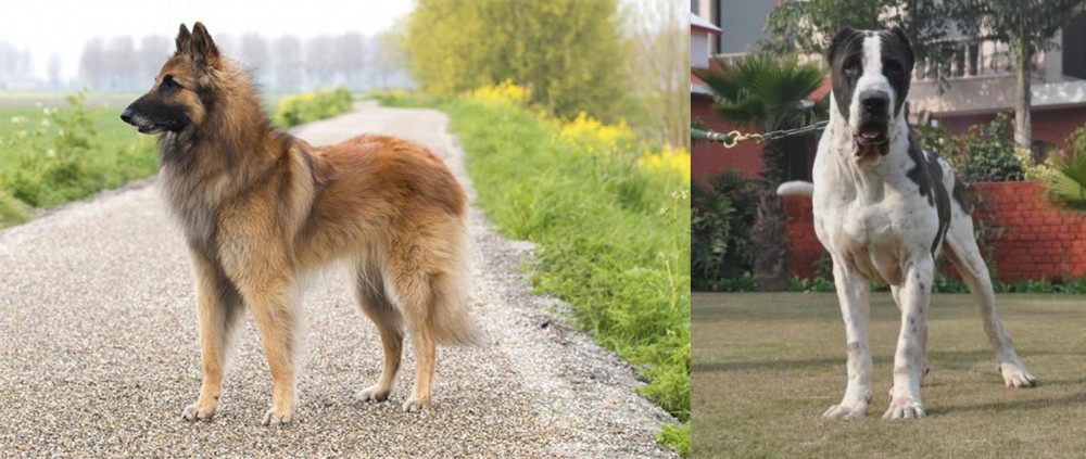 Bully Kutta vs Belgian Shepherd Dog (Tervuren) - Breed Comparison