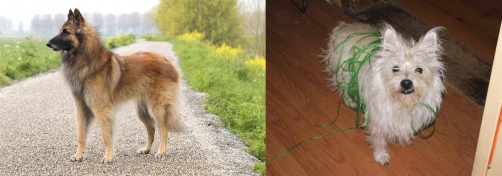 Cairland Terrier vs Belgian Shepherd Dog (Tervuren) - Breed Comparison