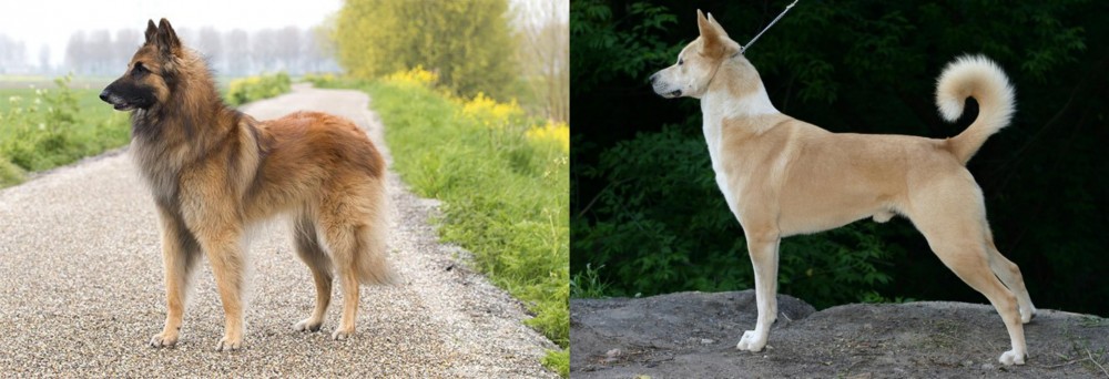 Canaan Dog vs Belgian Shepherd Dog (Tervuren) - Breed Comparison