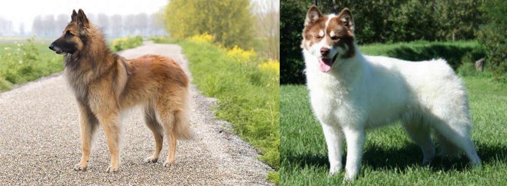 Canadian Eskimo Dog vs Belgian Shepherd Dog (Tervuren) - Breed Comparison