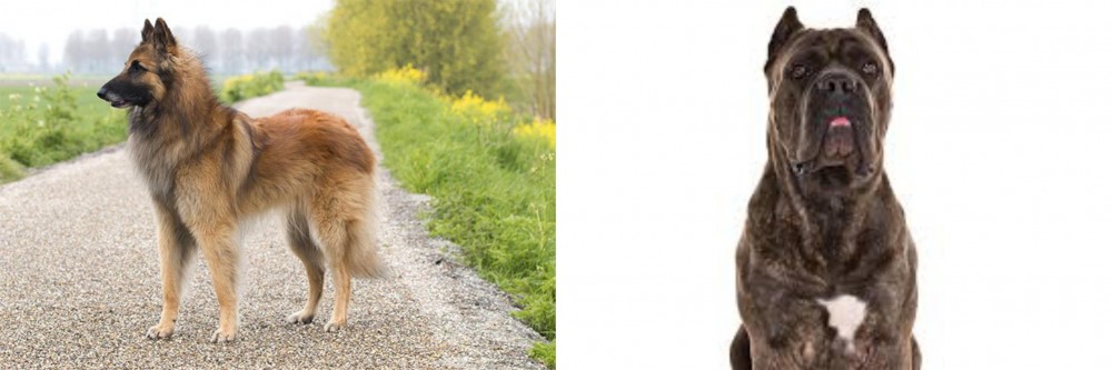 Cane Corso vs Belgian Shepherd Dog (Tervuren) - Breed Comparison