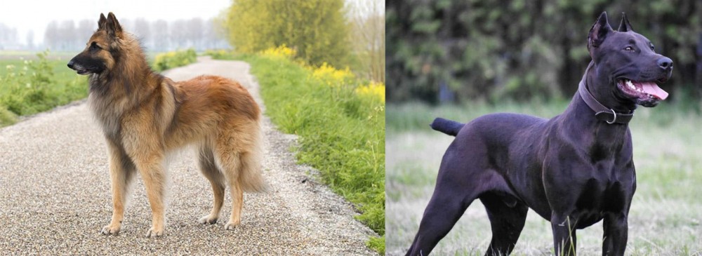 Canis Panther vs Belgian Shepherd Dog (Tervuren) - Breed Comparison