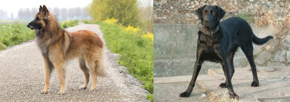 Cao de Castro Laboreiro vs Belgian Shepherd Dog (Tervuren) - Breed Comparison