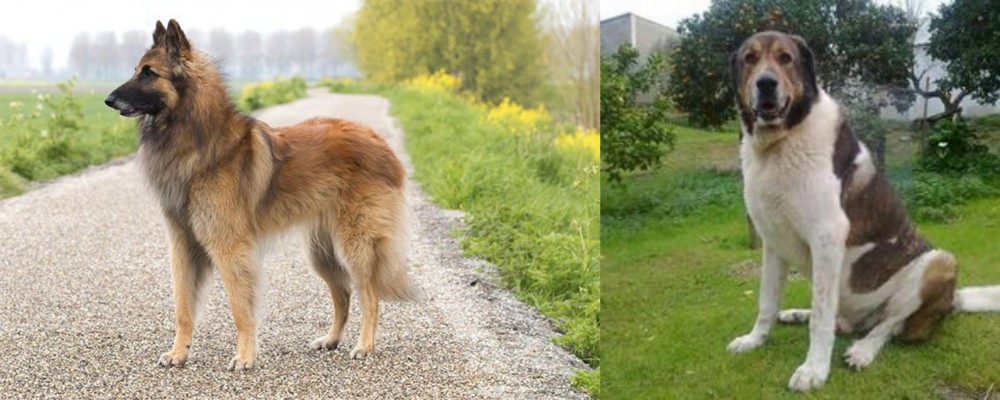 Cao de Gado Transmontano vs Belgian Shepherd Dog (Tervuren) - Breed Comparison