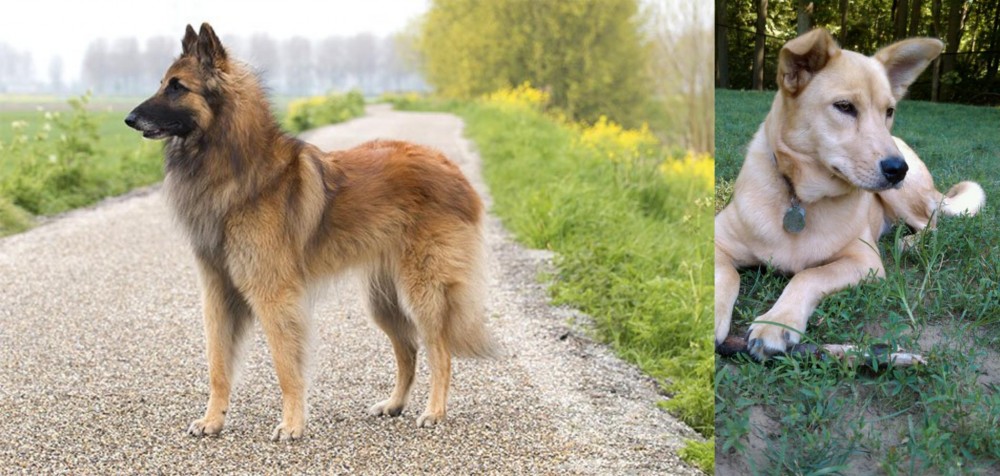 Carolina Dog vs Belgian Shepherd Dog (Tervuren) - Breed Comparison