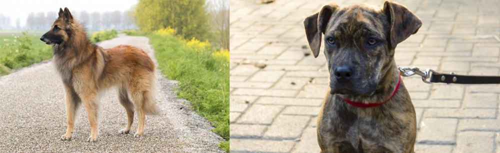 Catahoula Bulldog vs Belgian Shepherd Dog (Tervuren) - Breed Comparison