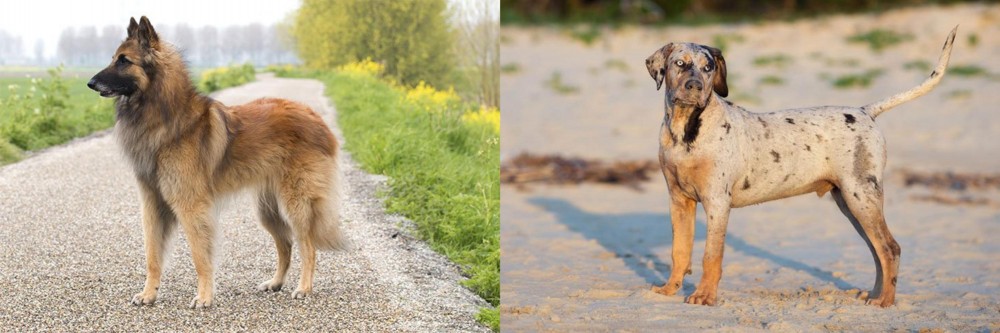 Catahoula Cur vs Belgian Shepherd Dog (Tervuren) - Breed Comparison