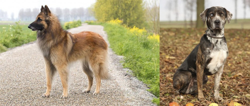 Catahoula Leopard vs Belgian Shepherd Dog (Tervuren) - Breed Comparison