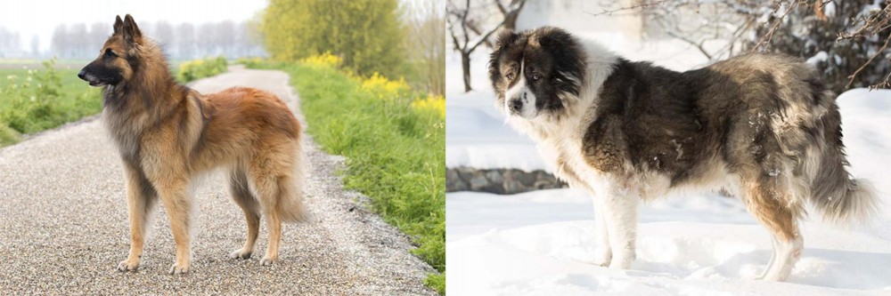 Caucasian Shepherd vs Belgian Shepherd Dog (Tervuren) - Breed Comparison
