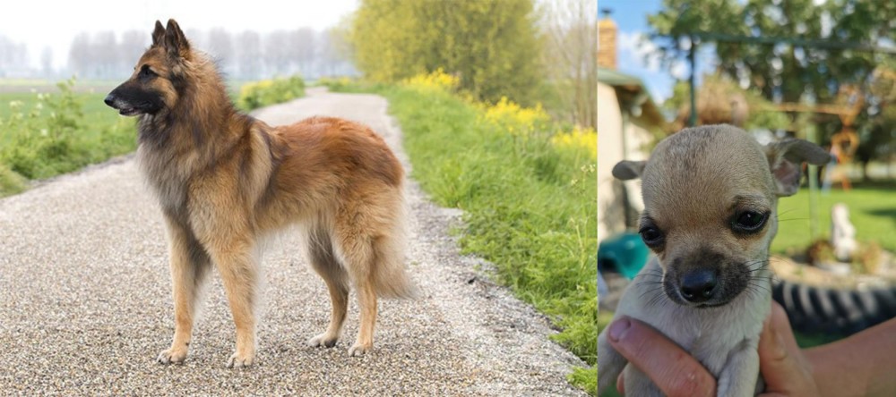 Chihuahua vs Belgian Shepherd Dog (Tervuren) - Breed Comparison