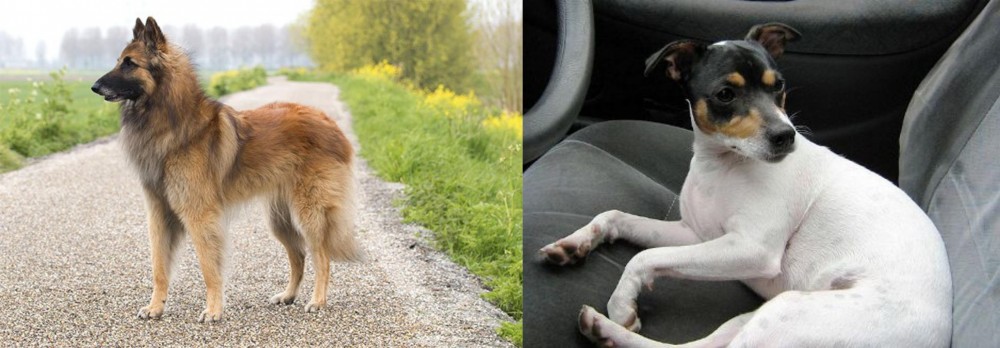 Chilean Fox Terrier vs Belgian Shepherd Dog (Tervuren) - Breed Comparison