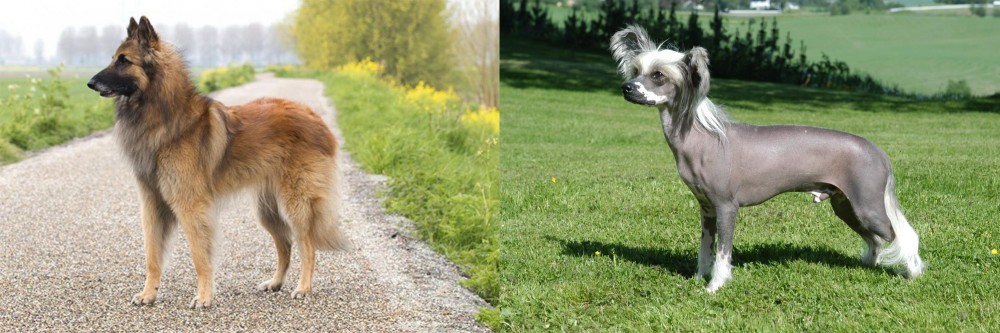 Chinese Crested Dog vs Belgian Shepherd Dog (Tervuren) - Breed Comparison