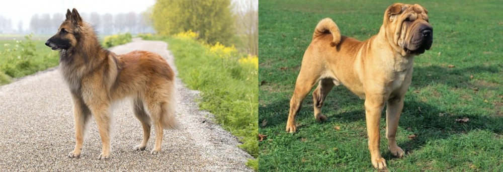 Chinese Shar Pei vs Belgian Shepherd Dog (Tervuren) - Breed Comparison