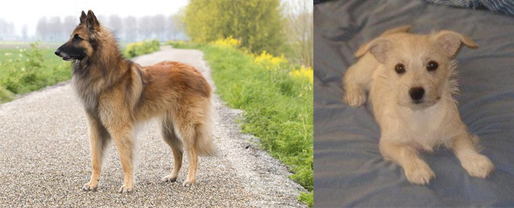 Chipoo vs Belgian Shepherd Dog (Tervuren) - Breed Comparison