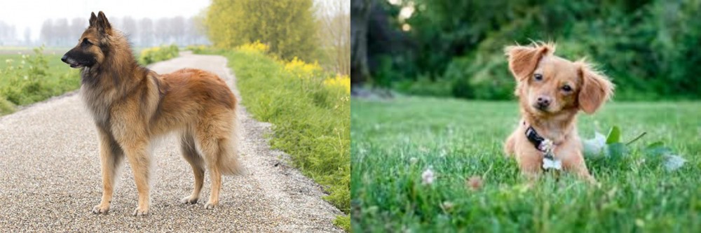 Chiweenie vs Belgian Shepherd Dog (Tervuren) - Breed Comparison