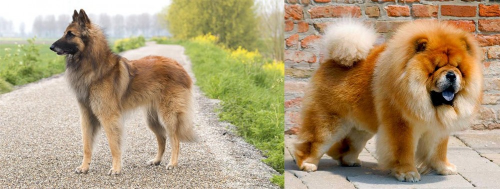 Chow Chow vs Belgian Shepherd Dog (Tervuren) - Breed Comparison