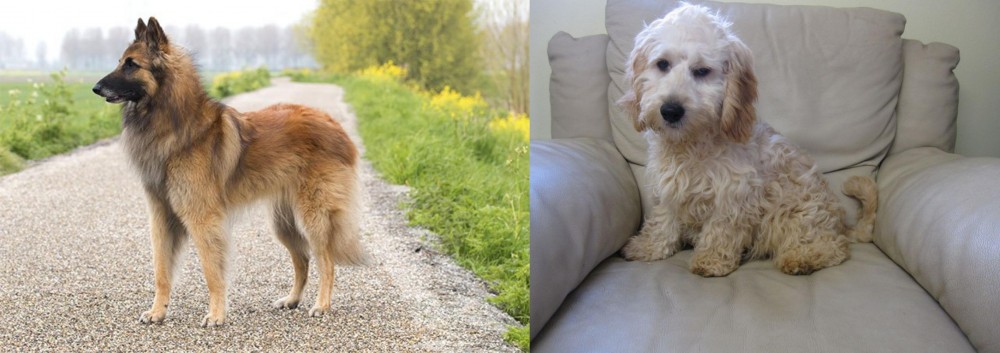 Cockachon vs Belgian Shepherd Dog (Tervuren) - Breed Comparison