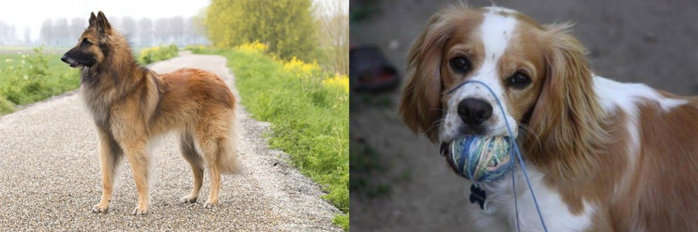 Cockalier vs Belgian Shepherd Dog (Tervuren) - Breed Comparison