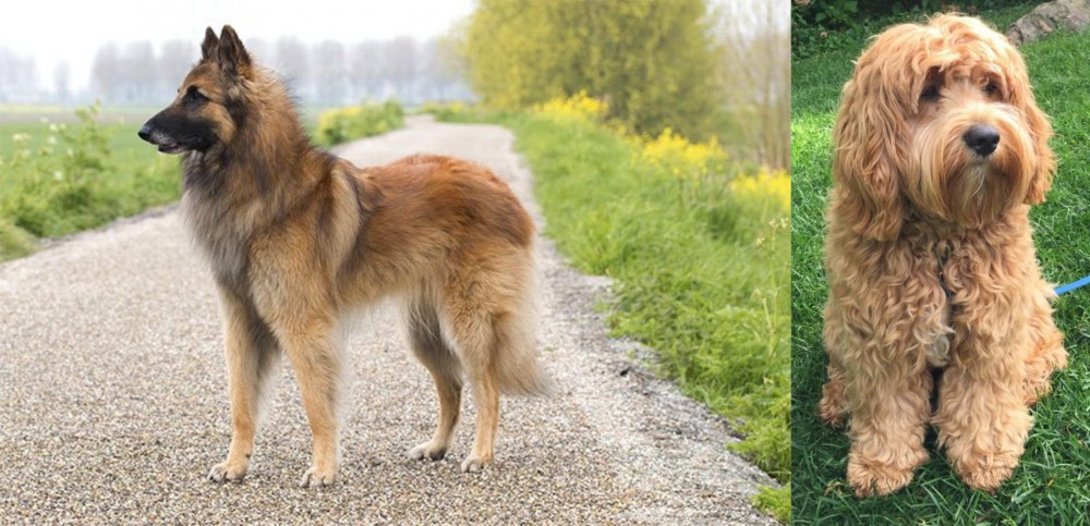 Cockapoo vs Belgian Shepherd Dog (Tervuren) - Breed Comparison