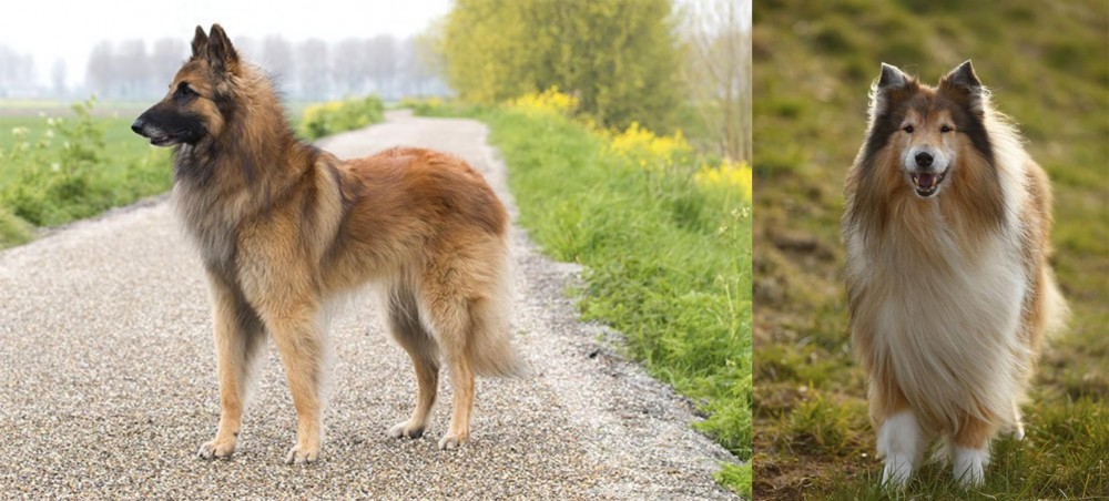 Collie vs Belgian Shepherd Dog (Tervuren) - Breed Comparison
