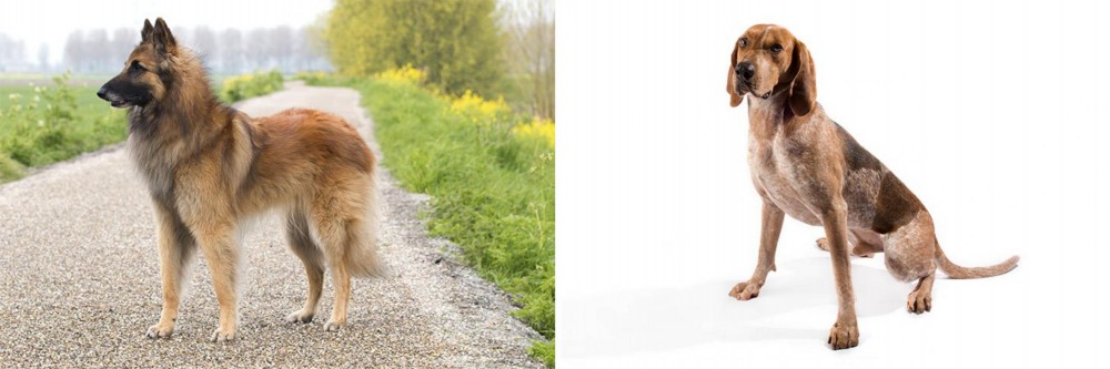 Coonhound vs Belgian Shepherd Dog (Tervuren) - Breed Comparison