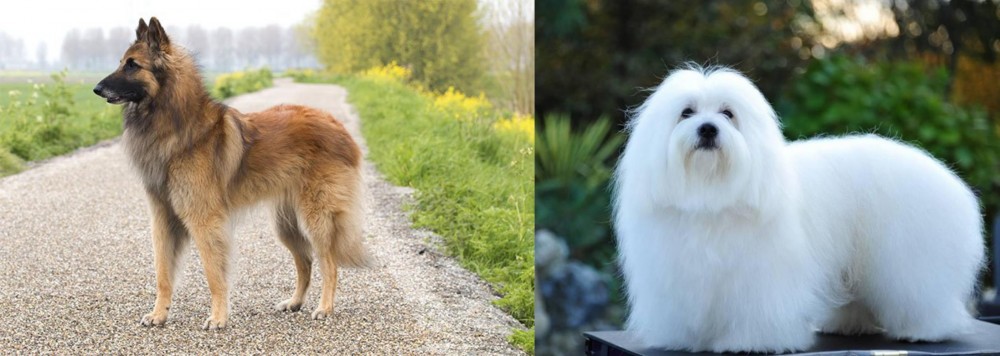 Coton De Tulear vs Belgian Shepherd Dog (Tervuren) - Breed Comparison