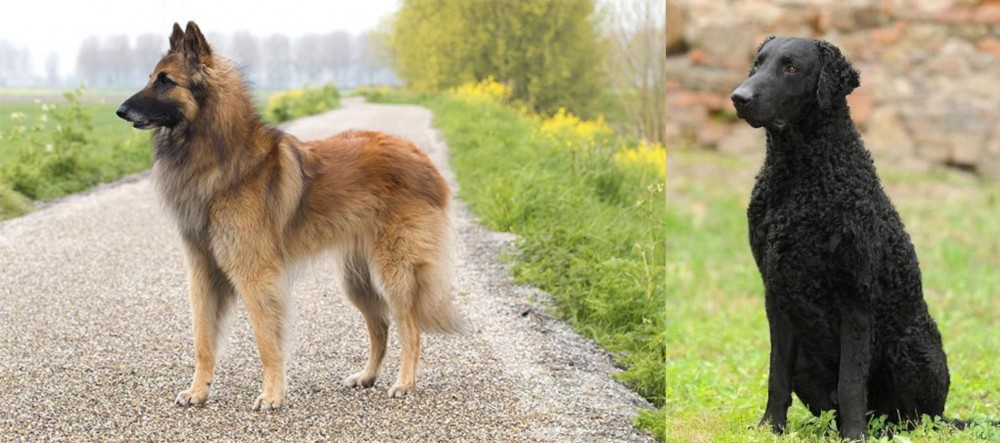 Curly Coated Retriever vs Belgian Shepherd Dog (Tervuren) - Breed Comparison