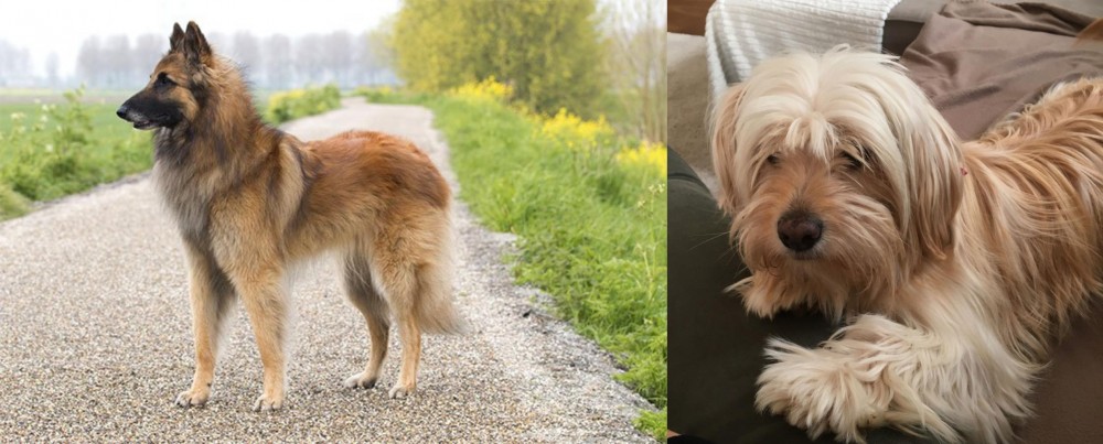 Cyprus Poodle vs Belgian Shepherd Dog (Tervuren) - Breed Comparison