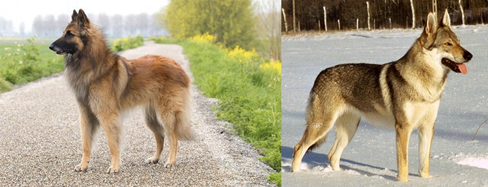 Czechoslovakian Wolfdog vs Belgian Shepherd Dog (Tervuren) - Breed Comparison