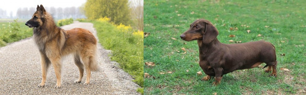 Dachshund vs Belgian Shepherd Dog (Tervuren) - Breed Comparison