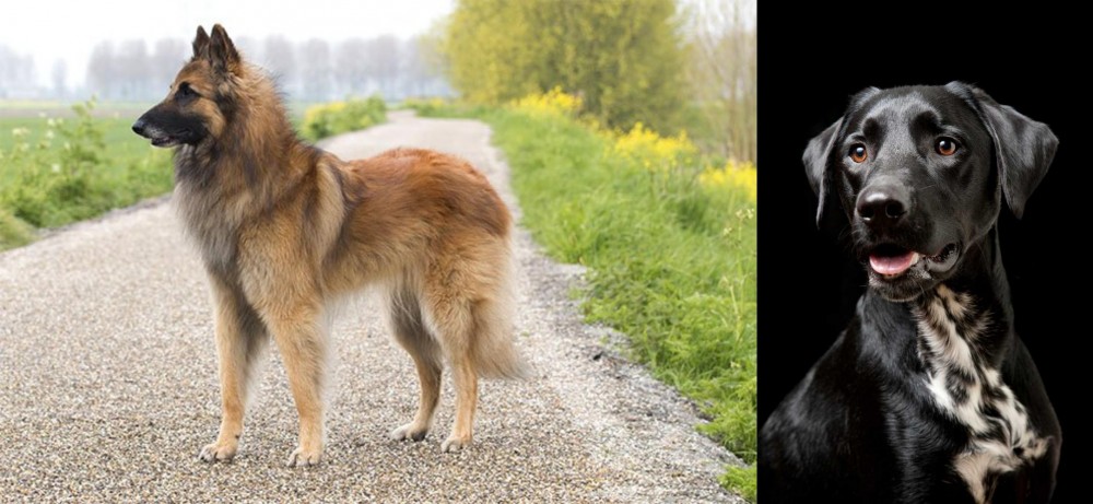 Dalmador vs Belgian Shepherd Dog (Tervuren) - Breed Comparison