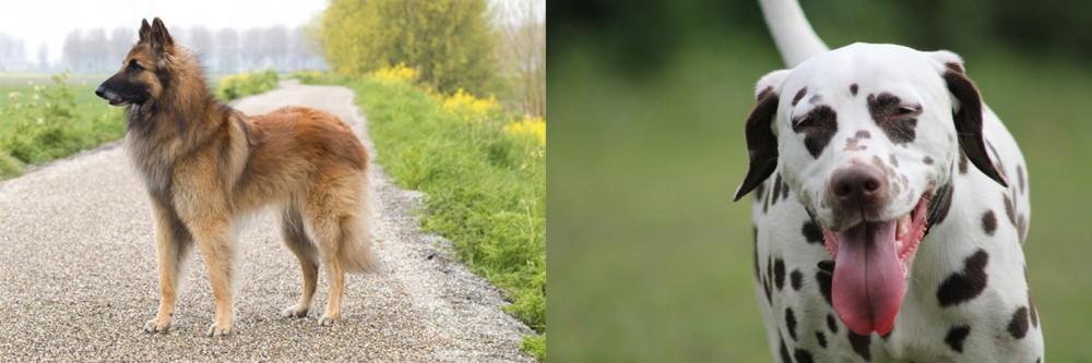 Dalmatian vs Belgian Shepherd Dog (Tervuren) - Breed Comparison