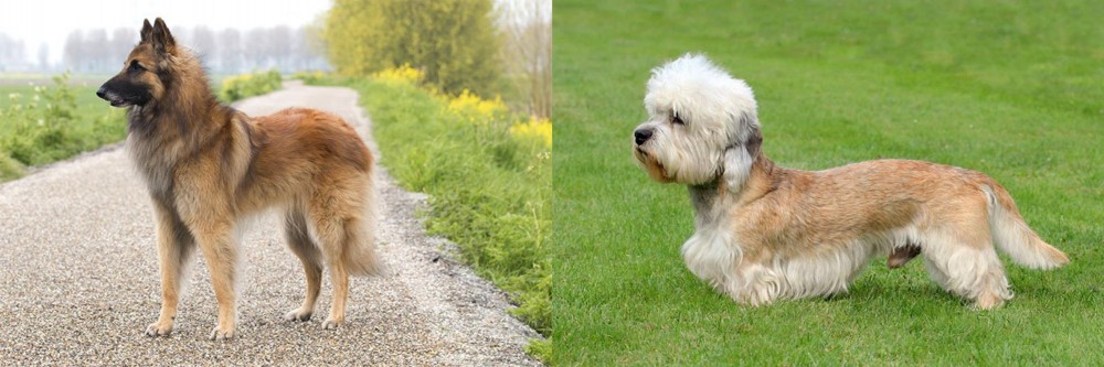 Dandie Dinmont Terrier vs Belgian Shepherd Dog (Tervuren) - Breed Comparison